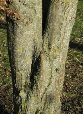friedhofbaum