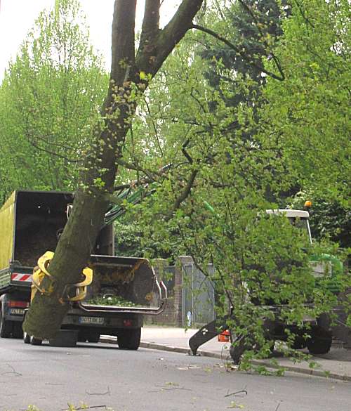 friedhofbaum